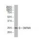 CMTM4 Antibody (1E8) - Western Blotting - Image 33593
