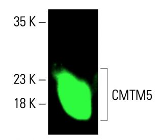 CMTM5 Antibody (A-11) - Western Blotting - Image 416410 