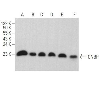 CNBP Antibody (H-7) - Western Blotting - Image 382113 