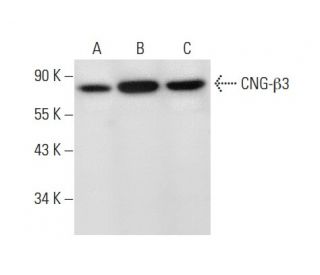 CNG-&beta;3 Antibody (C-4) - Western Blotting - Image 301536 