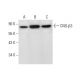 CNG-β3 Antibody (C-4) - Western Blotting - Image 301536 