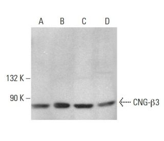 CNG-β3 Antibody (C-4) - Western Blotting - Image 379010