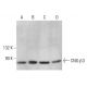 CNG-β3 Antibody (C-4) - Western Blotting - Image 379010