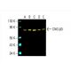 CNG-β3 Antibody (C-4) - Western Blotting - Image 394005 