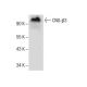 CNG-β3 Antibody (H-3) - Western Blotting - Image 286037