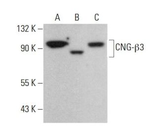 CNG-&beta;3 Antibody (H-3) - Western Blotting - Image 378498 