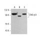 CNG-β3 Antibody (H-3) - Western Blotting - Image 378498 