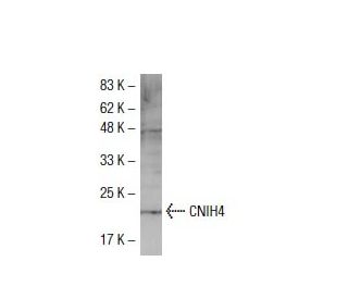 CNIH4 Antibody (Q-14) - Western Blotting - Image 33504