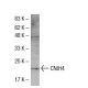 CNIH4 Antibody (Q-14) - Western Blotting - Image 33504