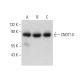 CNOT10 Antibody (H-9) - Western Blotting - Image 324778 