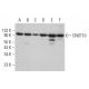 CNOT10 Antibody (H-9) - Western Blotting - Image 379904