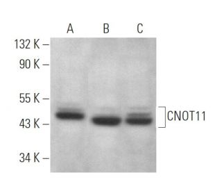 CNOT11 Antibody (C-6) - Western Blotting - Image 368991 