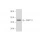 CNOT11 Antibody (H-7) - Western Blotting - Image 287760