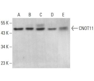 CNOT11 Antibody (H-7) - Western Blotting - Image 376968 