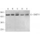 CNOT11 Antibody (H-7) - Western Blotting - Image 376968 