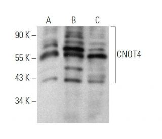 CNOT4 Antibody (343CT14.6.5) - Western Blotting - Image 374589
