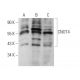 CNOT4 Antibody (343CT14.6.5) - Western Blotting - Image 374589