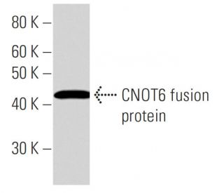 CNOT6 Antibody (2193C2a) - Western Blotting - Image 16600 