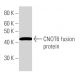 CNOT6 Antibody (2193C2a) - Western Blotting - Image 16600 