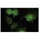 CNOT7 Antibody (18W) - Immunofluorescence - Image 35761