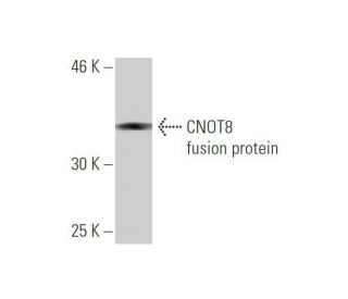 CNOT8 Antibody (1F11) - Western Blotting - Image 348995