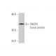CNOT8 Antibody (1F11) - Western Blotting - Image 348995