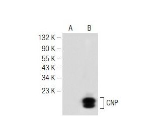 western blotting image from recommended CNP (C-9) monoclonal antibody replacement. Image 147847