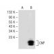 western blotting image from recommended CNP (C-9) monoclonal antibody replacement. Image 147847