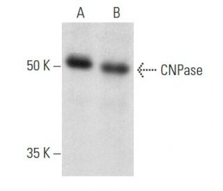 CNPase Antibody (F-10) - Western Blotting - Image 357268 