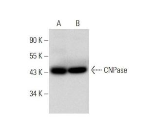 CNPase Antibody (H-2) - Western Blotting - Image 297004 