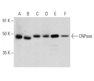 CNPase Antibody (B-9) - Western Blotting - Image 357267