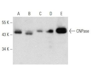 CNPase Antibody (G-6) - Western Blotting - Image 357277