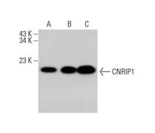 CNRIP1 Antibody (H-1) - Western Blotting - Image 348611 