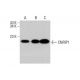 CNRIP1 Antibody (H-1) - Western Blotting - Image 348611 