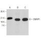 CNRIP1 Antibody (H-1) - Western Blotting - Image 379547