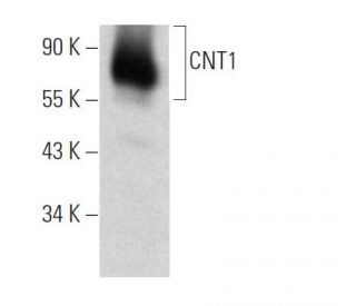 CNT1 Antibody (G-7) - Western Blotting - Image 370516 