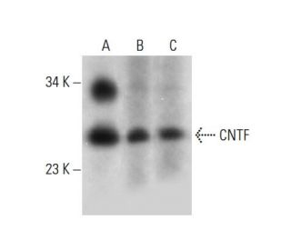 western blotting image from recommended CNTF (A-11) monoclonal antibody replacement. Image 301416