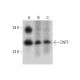 western blotting image from recommended CNTF (A-11) monoclonal antibody replacement. Image 301416