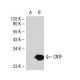 CNTF (A-11): sc-25286. Western blot analysis of CNTF expression in... 