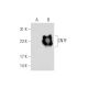 CNTF (C-12): sc-166273. Western blot analysis of CNTF expression in...