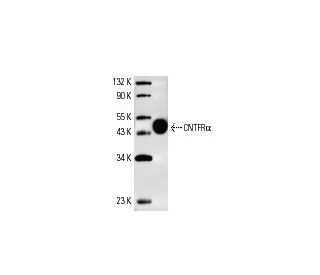 CNTFRα Antibody (AN-B2) - Western Blotting - Image 4383The Double Nickase Plasmid features a U6 promoter for sgRNA expression, a 20 nt targeting sequence, and a gRNA scaffold to guide Cas9n. It includes a CBh promoter for Cas9n (D10A) and puromycin resistance, GFP for transfection verification, and nuclear localization signals (NLS). The 2A peptide allows co-expression of Cas9n and Puro from a single promoter, enabling precise genome editing with reduced off-target effects.