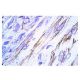 CNTFRα Antibody (AN-B2) - Immunohistochemistry - Image 4386