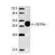 CNTFRα Antibody (AN-B2) - Western Blotting - Image 4383 
