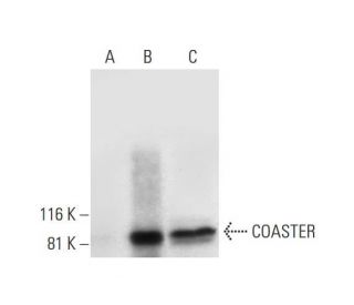 COASTER Antibody (A-6) - Western Blotting - Image 294777