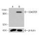 COASTER Antibody (A-6) - Western Blotting - Image 415232