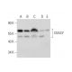 COASY Antibody (E-7) - Western Blotting - Image 298580 