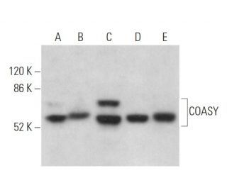 COASY Antibody (E-7) - Western Blotting - Image 372823 