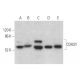 COASY Antibody (E-7) - Western Blotting - Image 372823 