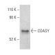 COASY Antibody (E-7) - Western Blotting - Image 401001