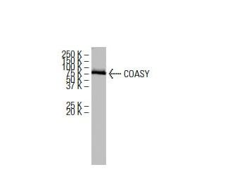 COASY Antibody (SS06) - Western Blotting - Image 33846 